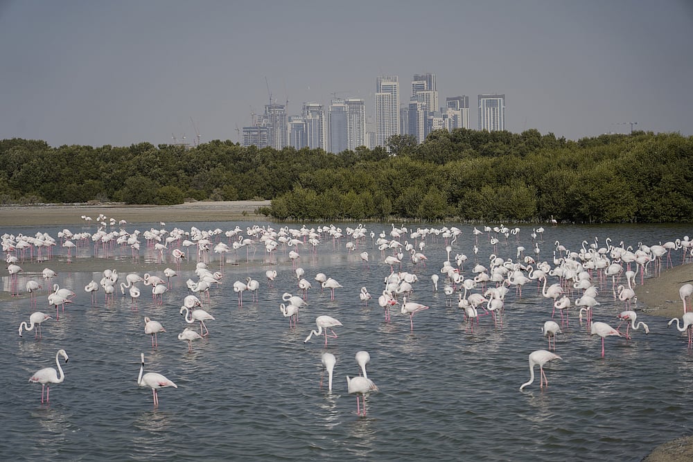 Dubai Ras al Khor Wildlife Sanctuary